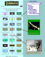 Lichenland interface